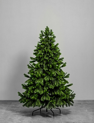 Ель Алтайская 2